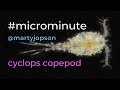 #microminute 19 cyclops copepod