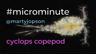 #microminute 19 cyclops copepod