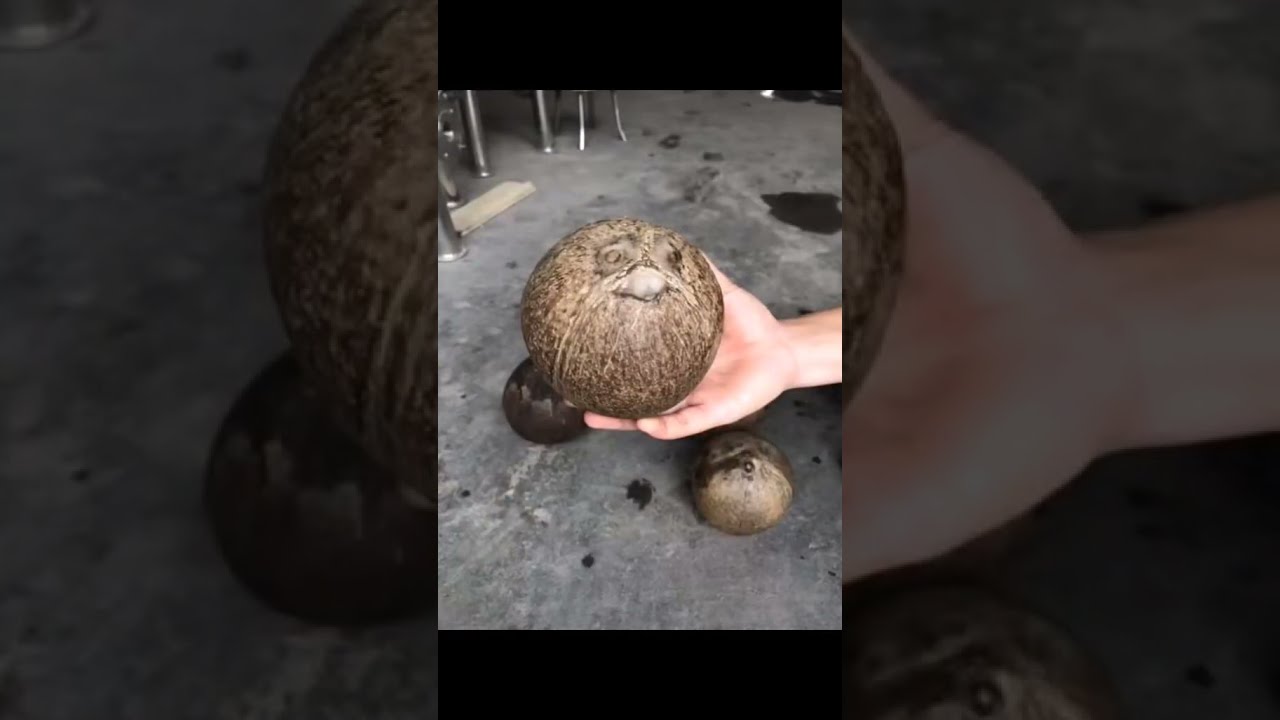 Coconut Polishing Machine: 500-700 Coconuts/Hour