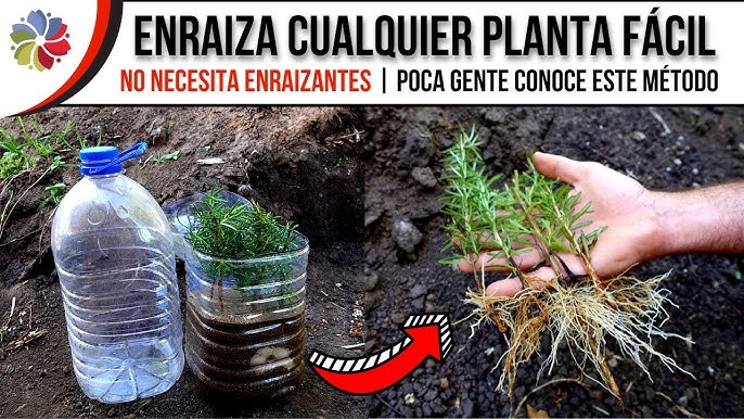 Enraizante para esquejes Ecológico Natural y Efectivo FERTIBONO