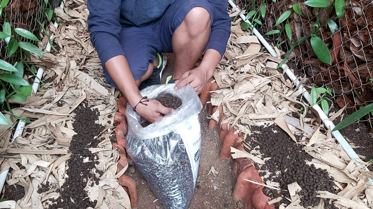 TUTORIAL PEMUPUKAN VANILI (PUPUK KANDANG)