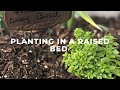 Planting in a raised bed