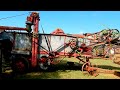 Antique wheat threshing machine demonstration