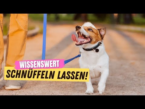 Video: Warum es wichtig ist, dass Ihr Hund während der Spaziergänge schnüffelt