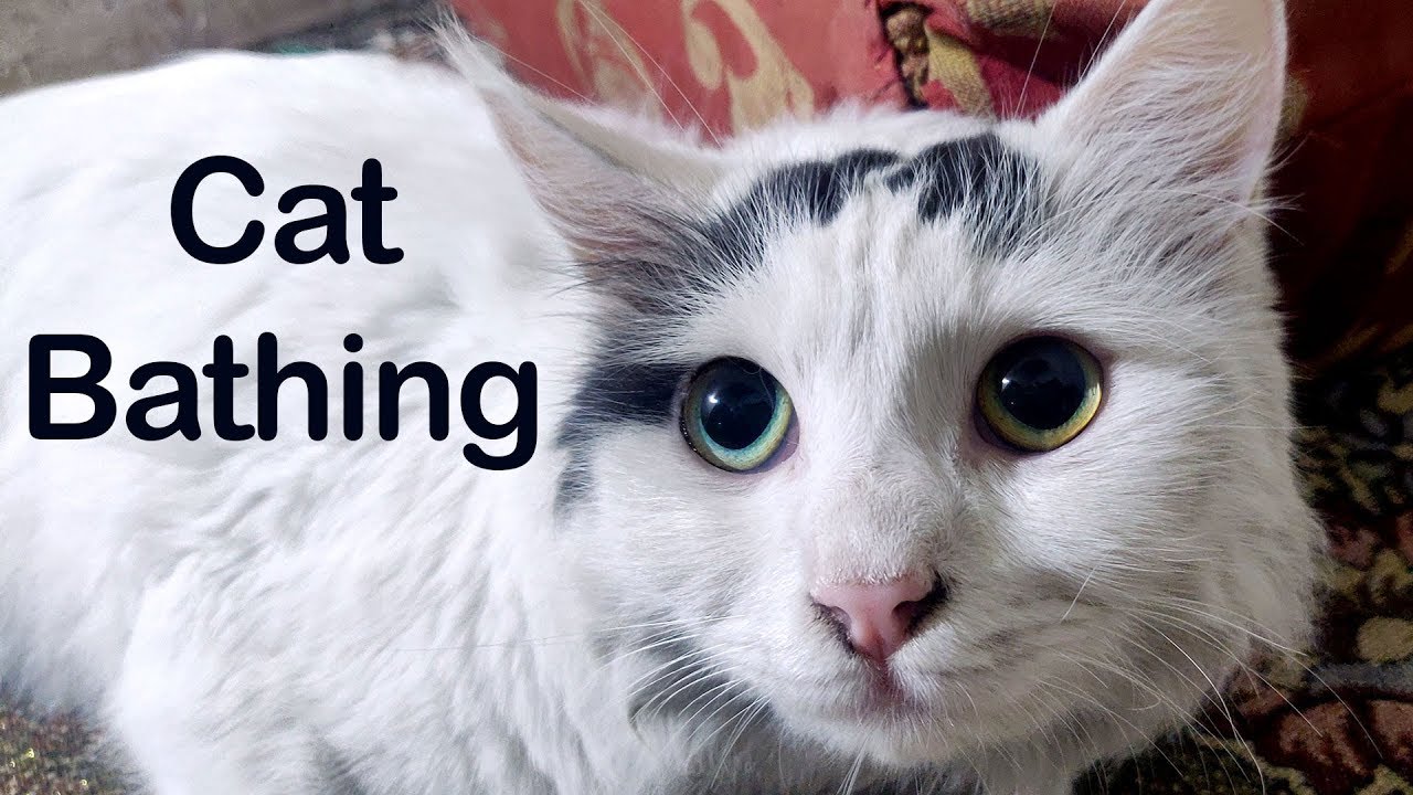 Essential Tips and Tricks about Cat Bathing YouTube