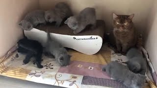 So adorable kittens compilation _ cute kittens videos by One Minute pets 260 views 2 years ago 3 minutes, 36 seconds