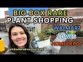 Philodendron tortum at walmart big box rare plant shopping  house plant haul  charlotte nc