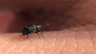 Tiny Black Weevil Crawls On Hand
