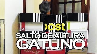 ¿Cuánto puede saltar un gato?