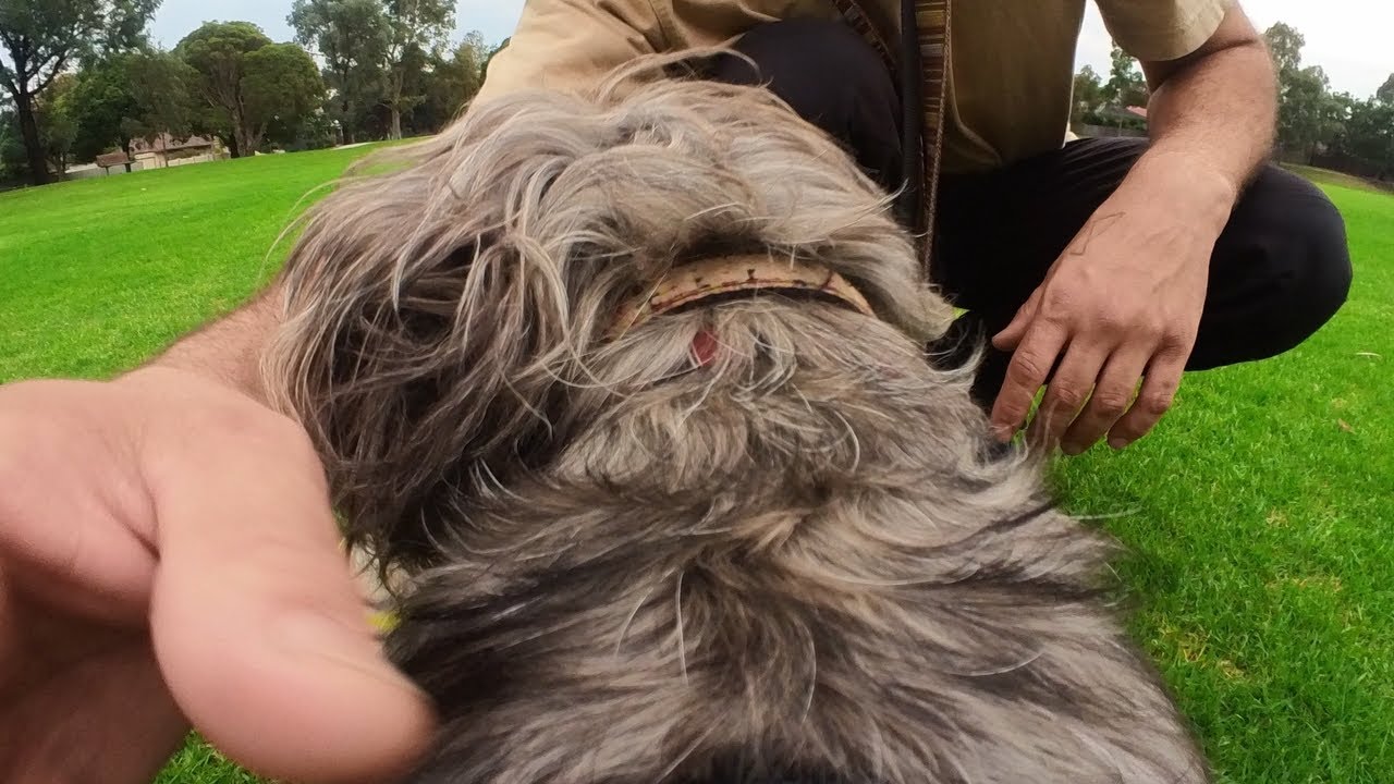 Doggy POV: Duke At the Park 🐶 🌳 - YouTube