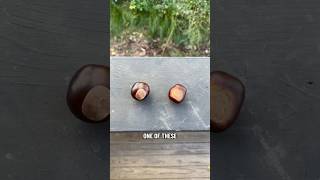 POISON or SNACK? Big Brown Nut Edition!