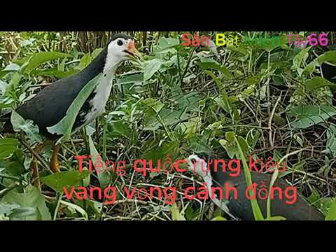 Tiếng Quốc Trống Rừng Kêu Vang Vọi Cánh đồng