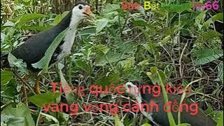 Tiếng quốc trống rừng kêu vang vọi cánh đồng