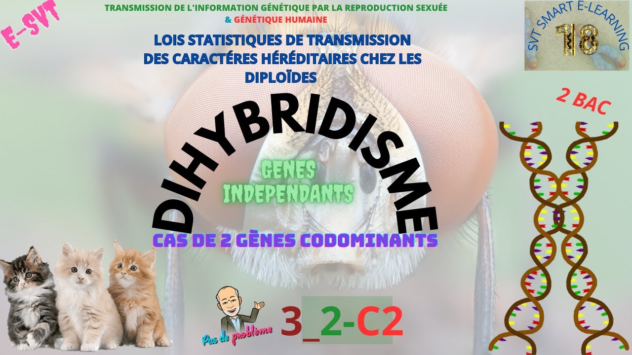 Dihybridisme / Transmission de deux gènes Indépendants et codominants