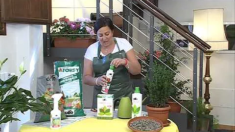 Cosa piantare al posto del bosso?