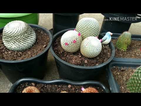 Video: ¿Cómo se cultivan los cachorros de cactus de barril?