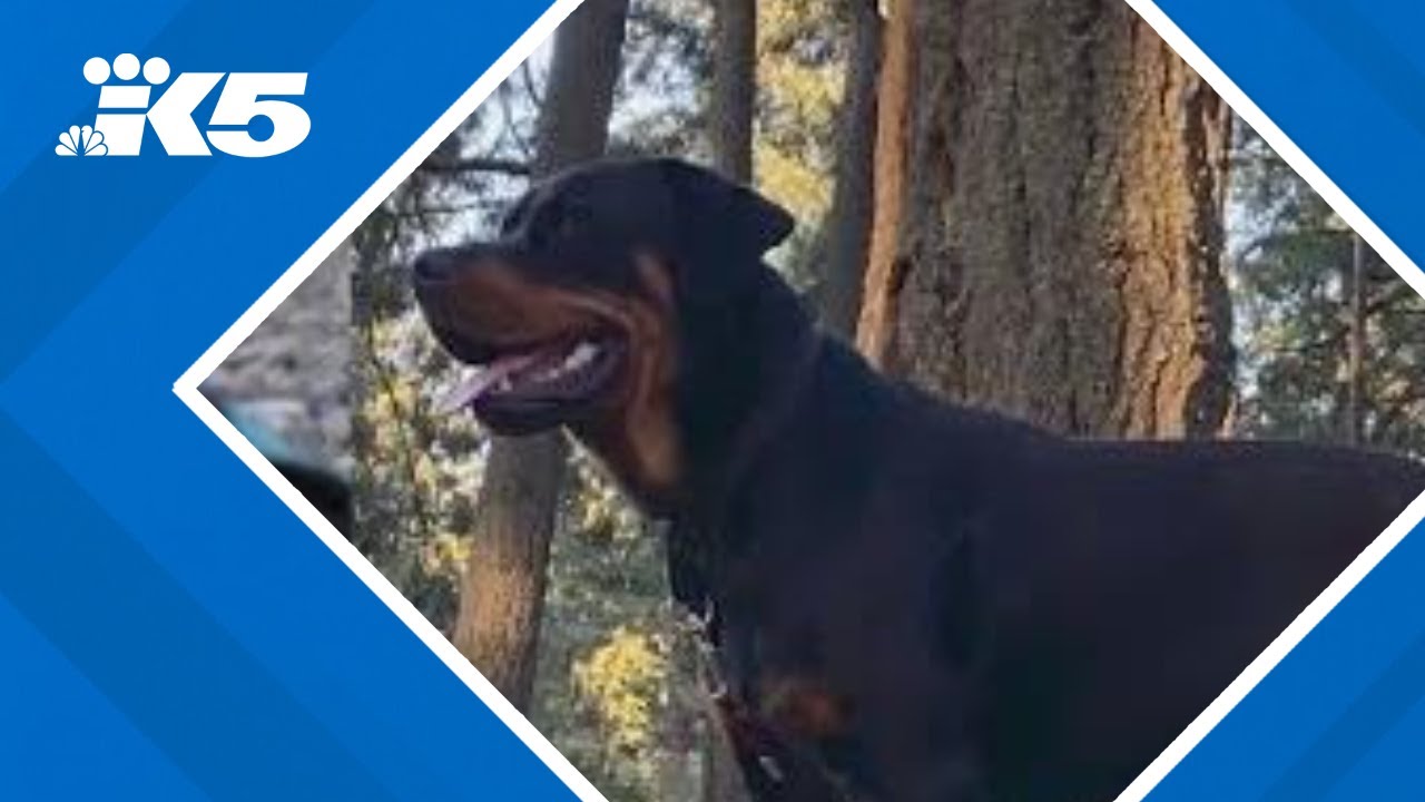 Lakewood family upset after officer shoots their dog