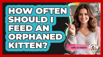 How Often Should I Feed An Orphaned Kitten? - Happy Cat Handbook