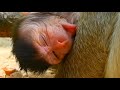 Are you alive? / 生きているかい？ monpai monyet