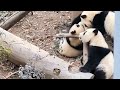 Strong baby panda fuwantheworldseespandas5071