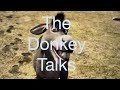 The donkey talks