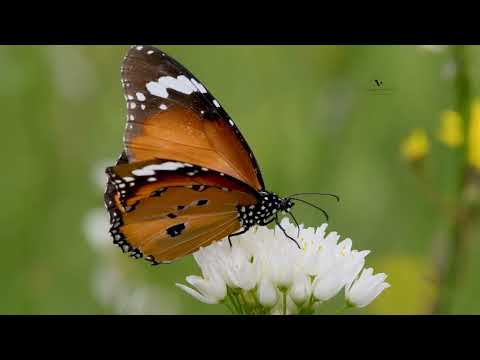 Plain tiger, African