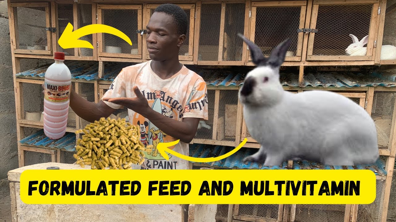 My formulated rabbit feed mixed with multivitamins best growth for ...