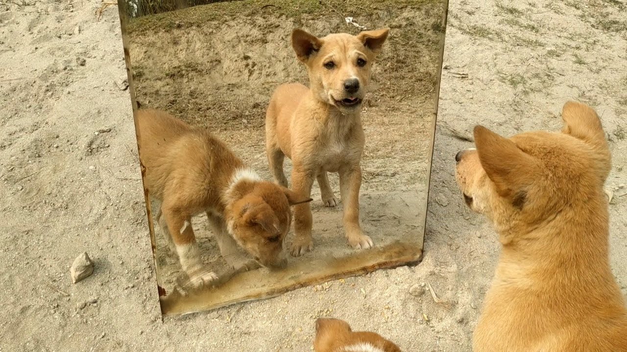 Mirror vs Dog experiment reaction from dog?😂 YouTube