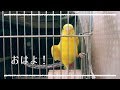 セキセイインコのゆったりとした朝 飼い主とのやり取り talking budgie