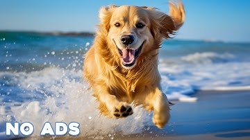 12 Hours Anti Anxiety Music for Dogs 🐶 Stress Relief Music For Dogs ♬ Calming Music For Dogs