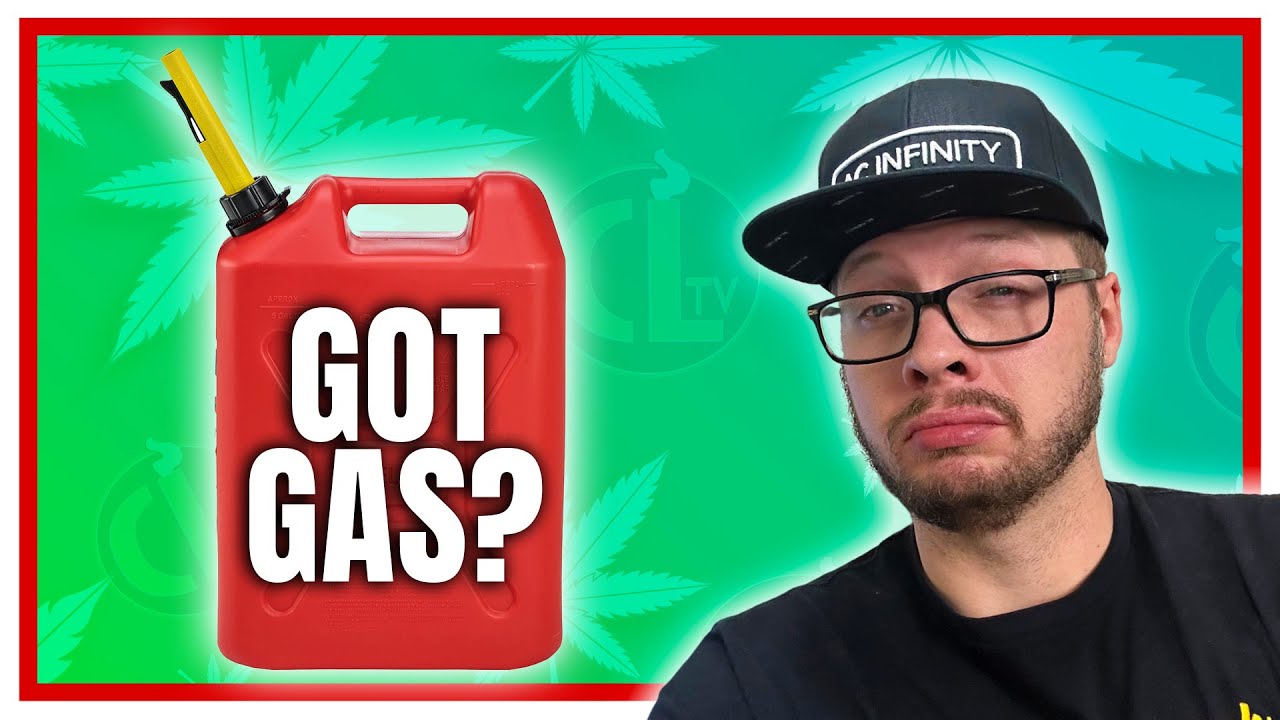 Это САМАЯ ГАЗОВАЯ ГЕНЕТИКА, которую я когда-либо выращивал!