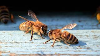 Africanized Bees Why Are They So Dangerous?