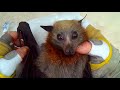 Rescuing a juvenile flying-fox hanging low on a fence:  this is Trinket