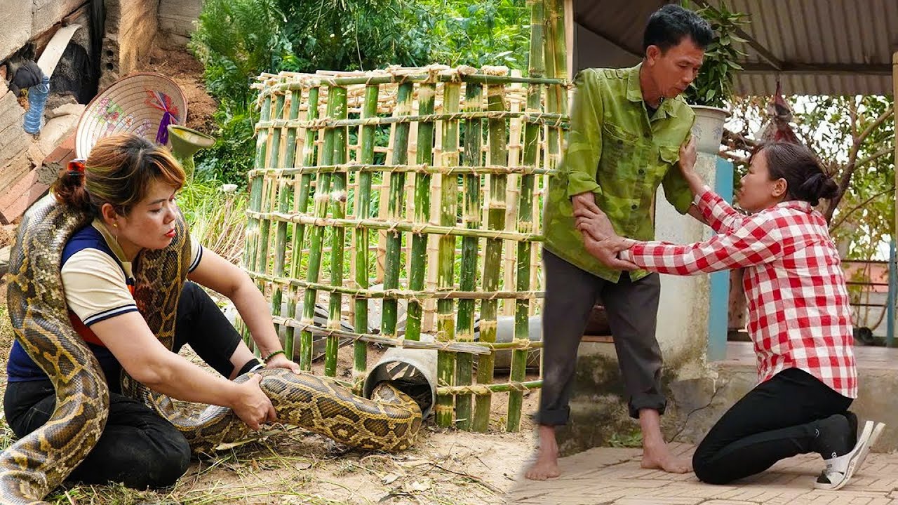 72 Hours of Terror: Giant Python Invades Farm - Family Panics, Sets Emergency Traps