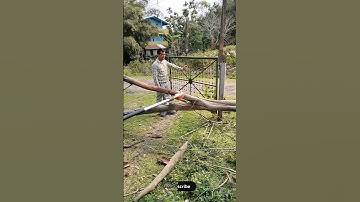 Down Tree Cutting Pole Chainsaw Machine #shorts #youtubeshorts #short #video #rvtelecast