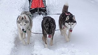 Memphis the Husky CAN Pull a Dog Sled!