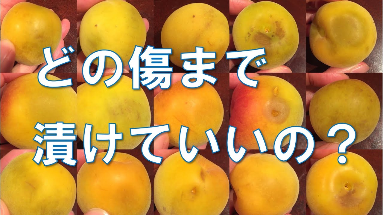梅の傷】梅干しにしても大丈夫？？梅農家が教えるカビにならない選別