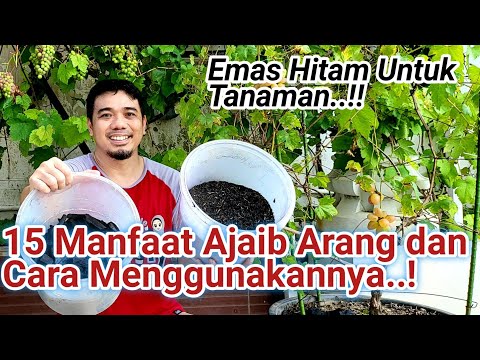 Video: Abu Arang Dalam Kompos Untuk Bau - Petua Menggunakan Arang Aktif Dalam Kompos