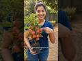 Tiny Apple Plant Full of Fruits 😲🍎 | Amazing Mini Apple Tree#shorts #ytshorts #sarnaviral shorts