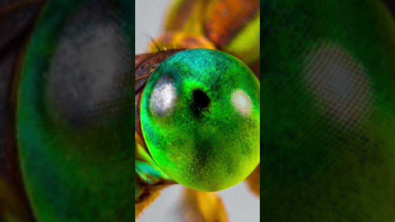 Damselfly Extreme Macro Photography