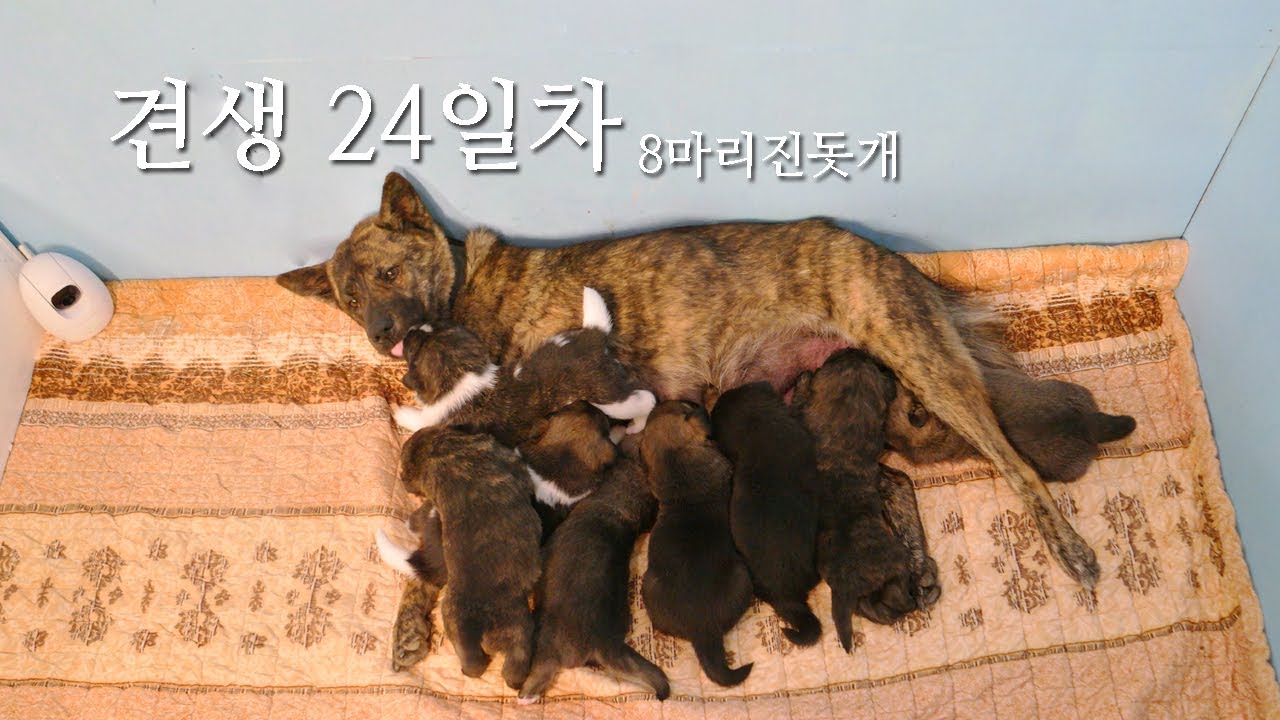 견생 24일차 진돗개 9마리