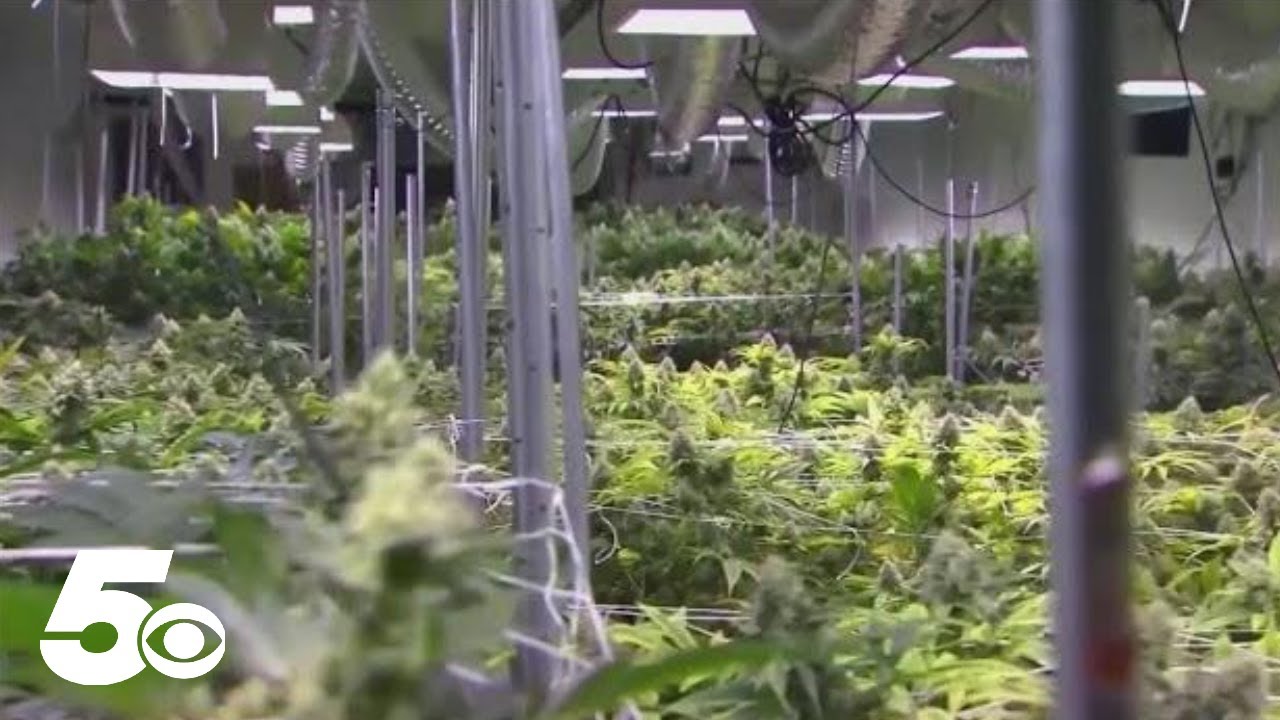 Arkansas medical marijuana sales up year-over-year