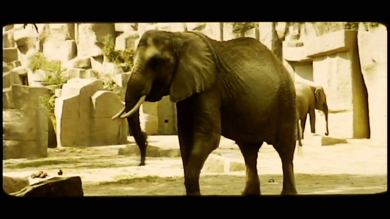 Susie Steps Out (Circa 1955, George Ives & Ron Doerring)