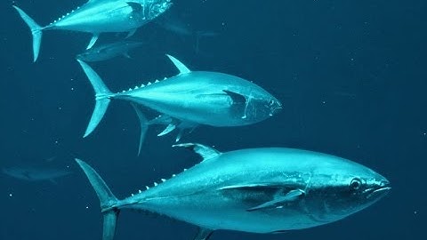 NGHỀ ĐÁNH BẮT CÁ NGỪ ĐẠI DƯƠNG Ở VIỆT NAM - Trịnh Sơn