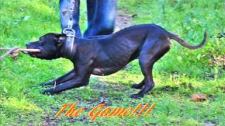 The Crew Black Apbt