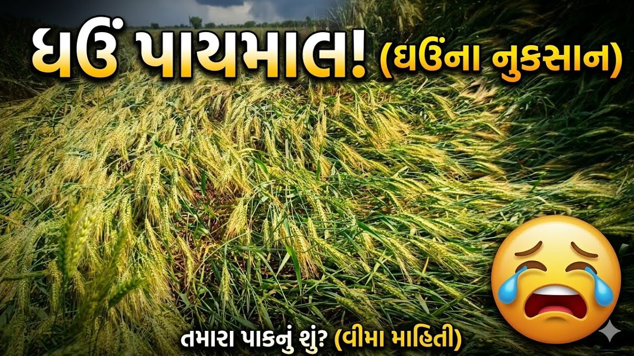 ઘઉંમાં નુકસાન થઈ ગયું