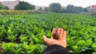 جولة في مزارع في الهدا|اكتشفت بيت حجري في المزارع