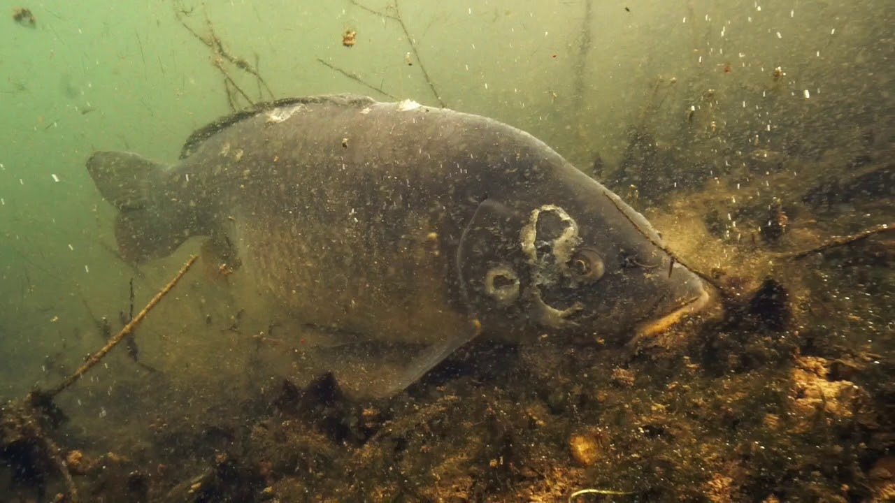 Piskovna Vojkovice pod vodou