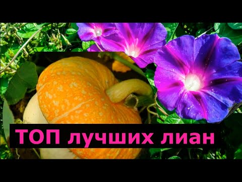 ШЕСТЕРКА ЛУЧШИХ ОДНОЛЕТНИХ ЛИАН