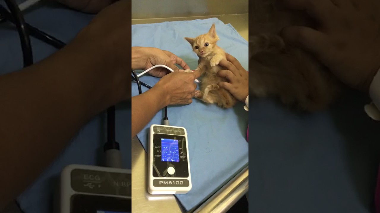 THE KITTEN WHO GONE VIRAL BECAUSE IT SCREAMS DURING THE BLOOD PRESSURE